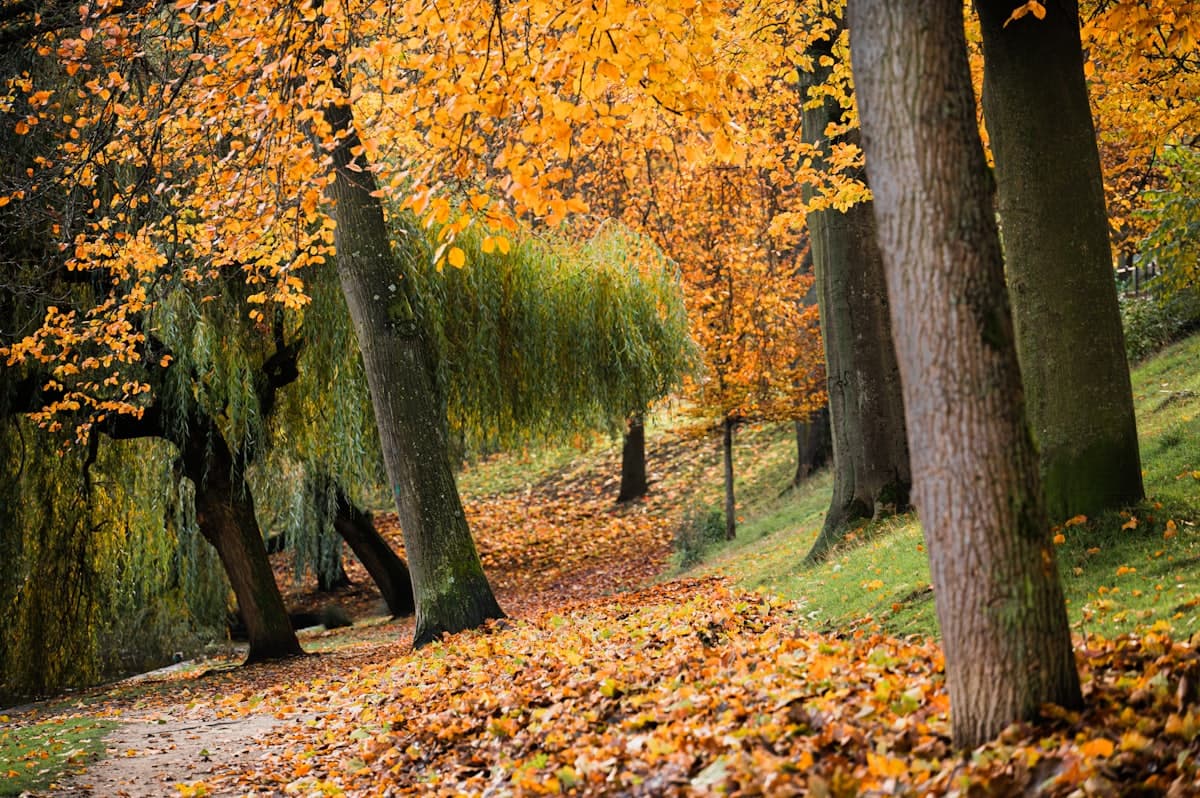 Living With Charlotte's Seasons